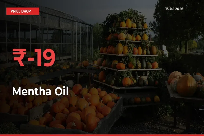Why Mentha Oil Prices Fell 19.36% in a Day at Mandis