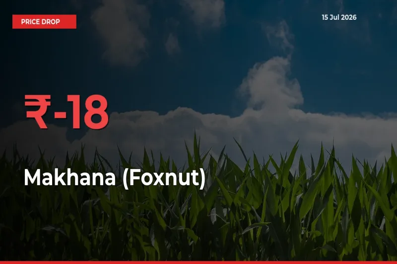 Sudden Shock! Makhana (Foxnut) Drops 17.83% in 24 Hours at Top Mandis