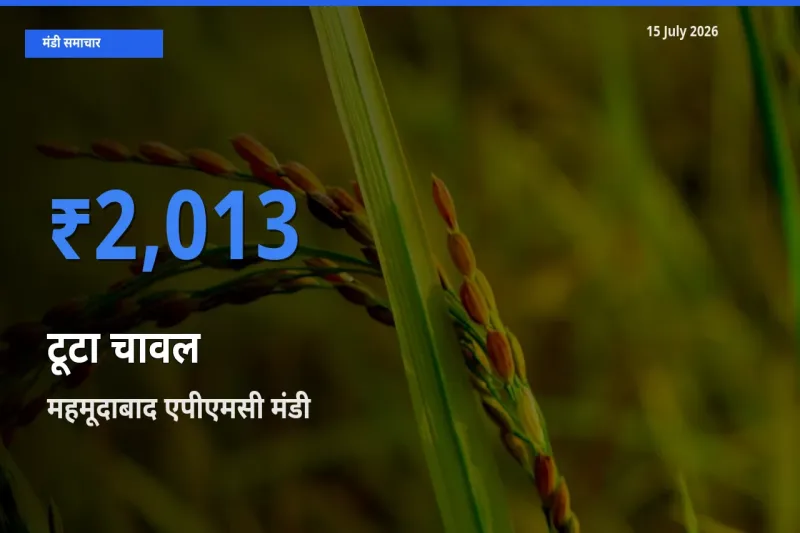 15 July अपडेट: टूटा चावल के सबसे ऊँचे दाम महमूदाबाद एपीएमसी मंडी में