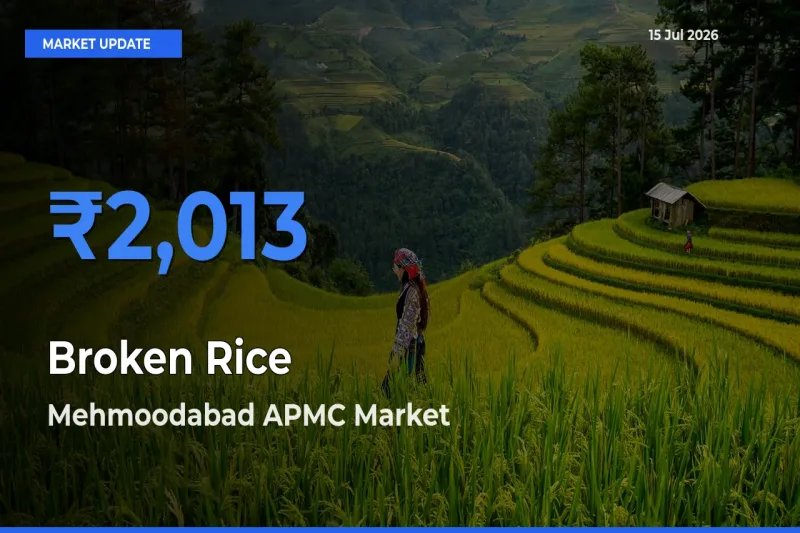 Mehmoodabad APMC Tops Broken Rice Mandi Rates Today