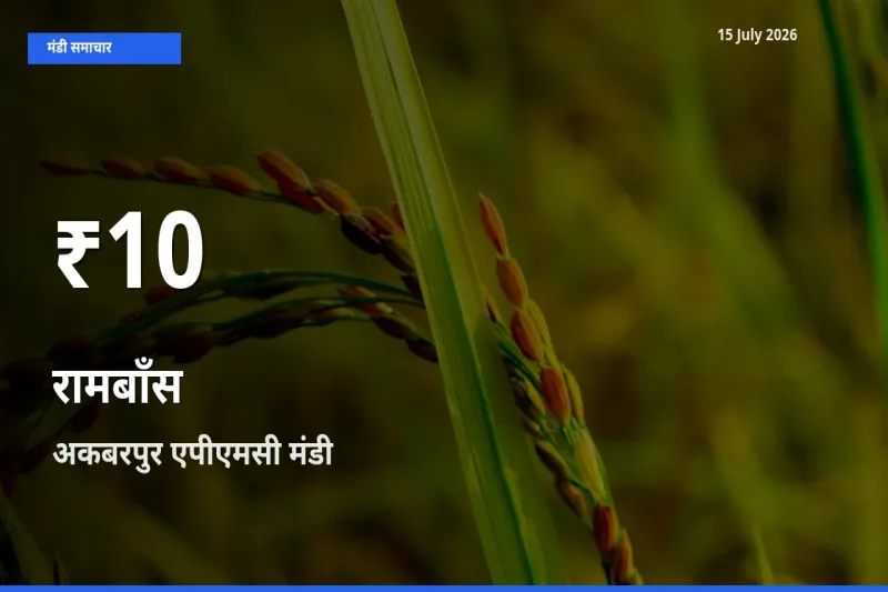 किसानों के लिए चिंता का विषय? रामबाँस के दाम अकबरपुर एपीएमसी में 30 दिन के न्यूनतम स्तर पर