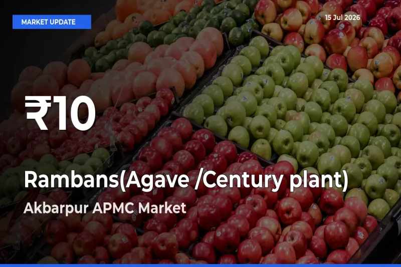 Rambans(Agave /Century plant) Hits 30-Day Low in Akbarpur APMC