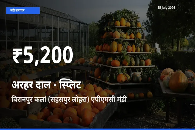 बिरानपुर कलां (सहसपुर लोहरा) एपीएमसी में अरहर दाल - स्प्लिट ₹5,200 पर गिरा – 30 दिन का न्यूनतम भाव