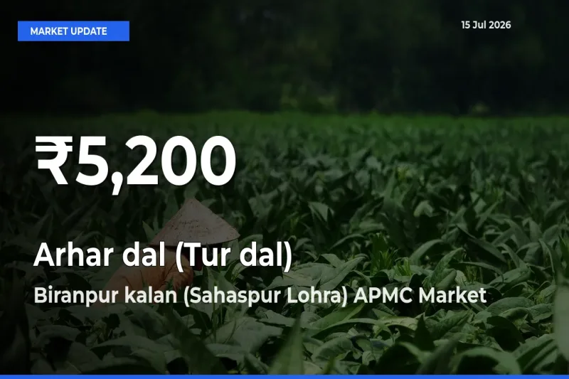 Arhar dal (Tur dal) Mandi Rate Today: 30-Day Low Recorded in Biranpur kalan (Sahaspur Lohra) APMC