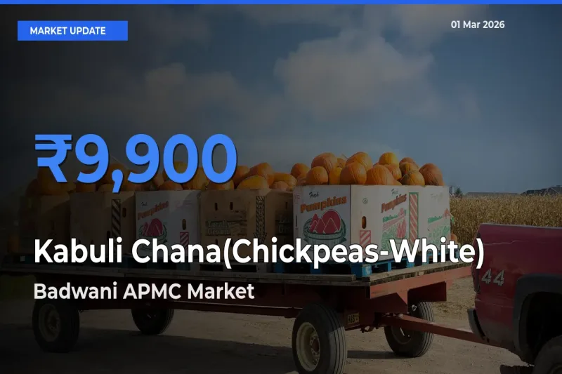 Badwani APMC Tops Kabuli Chana(Chickpeas-White) Rates – March 01 Market Update