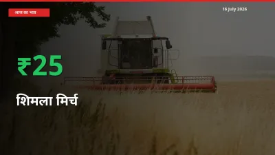 अचानक तेजी! मंडी में शिमला मिर्च के दाम 24.84% चढ़े
