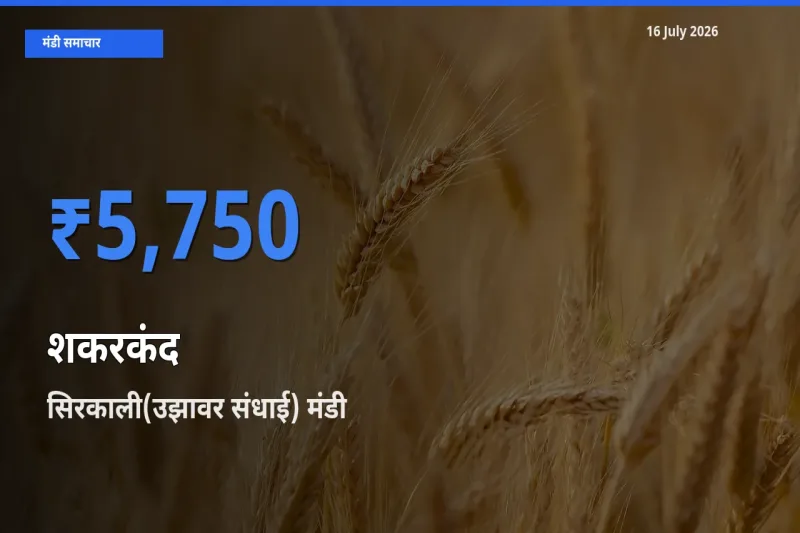 आज का मंडी भाव: शकरकंद के सबसे ज़्यादा दाम सिरकाली(उझावर संधाई) में