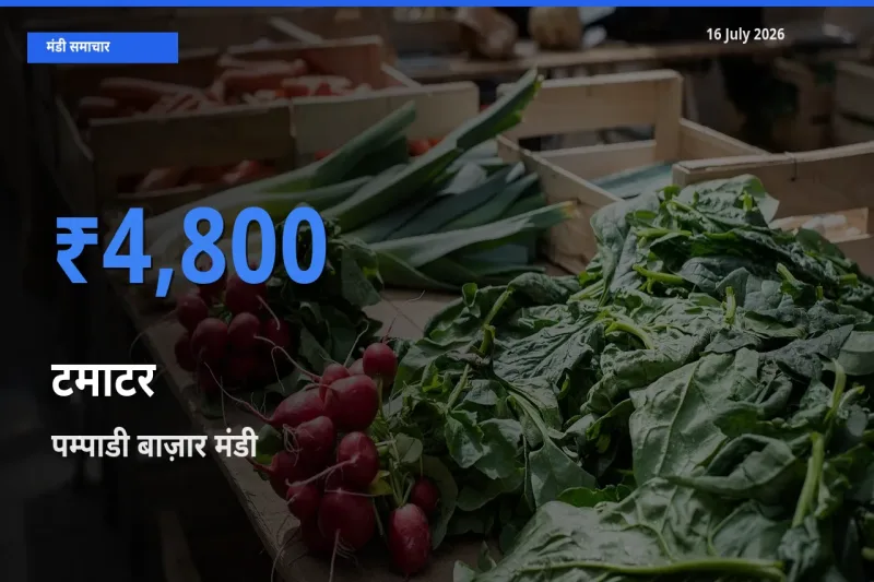 आज टमाटर के सबसे ज़्यादा दाम पम्पाडी बाज़ार मंडी में दर्ज