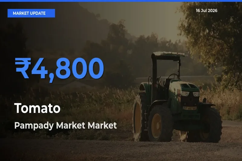 Tomato Mandi Rate Today: Pampady Market Tops the List
