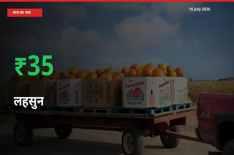 आज का मंडी भाव: लहसुन के दाम मंडी में 35.23% ऊपर