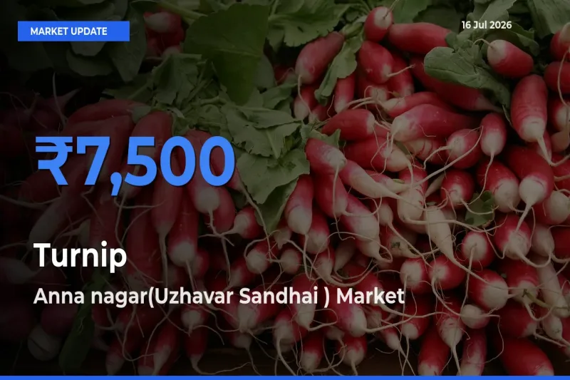 Anna nagar(Uzhavar Sandhai ) Tops Turnip Rates – July 16 Market Update