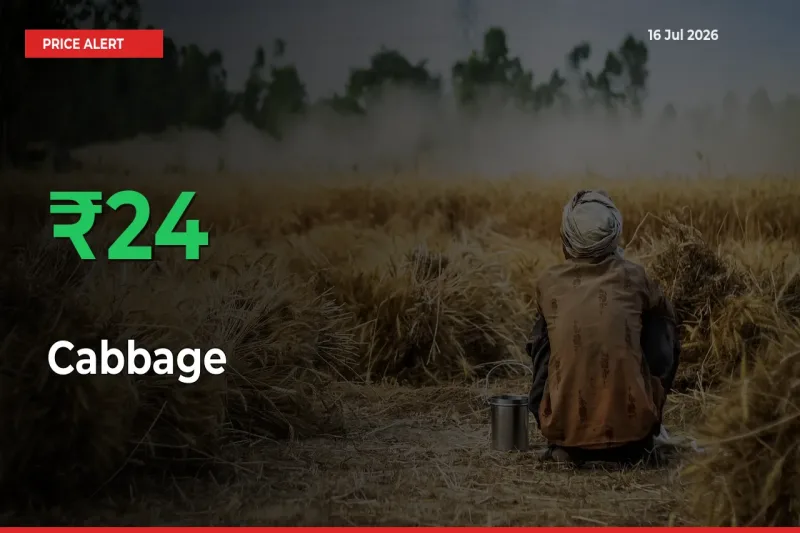 Why Cabbage Prices Rose 23.54% in a Day at Mandis