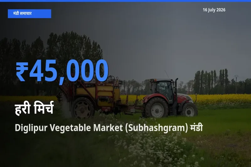 16 July अपडेट: हरी मिर्च के सबसे ऊँचे दाम Diglipur Vegetable Market (Subhashgram) मंडी में