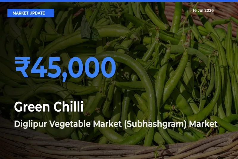 Top Performer! Diglipur Vegetable Market (Subhashgram) Offers Best Green Chilli Price Today
