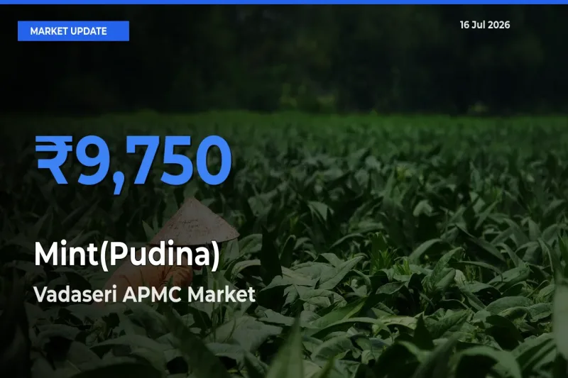 Vadaseri APMC Records Highest ₹9,750 Rate for Mint(Pudina)