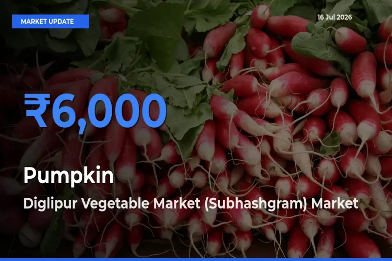 Top Performer! Diglipur Vegetable Market (Subhashgram) Offers Best Pumpkin Price Today