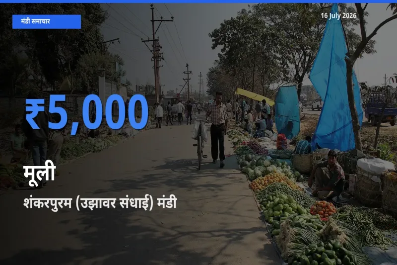 आज मूली के सबसे ऊँचे दाम ₹5,000 शंकरपुरम (उझावर संधाई) मंडी में