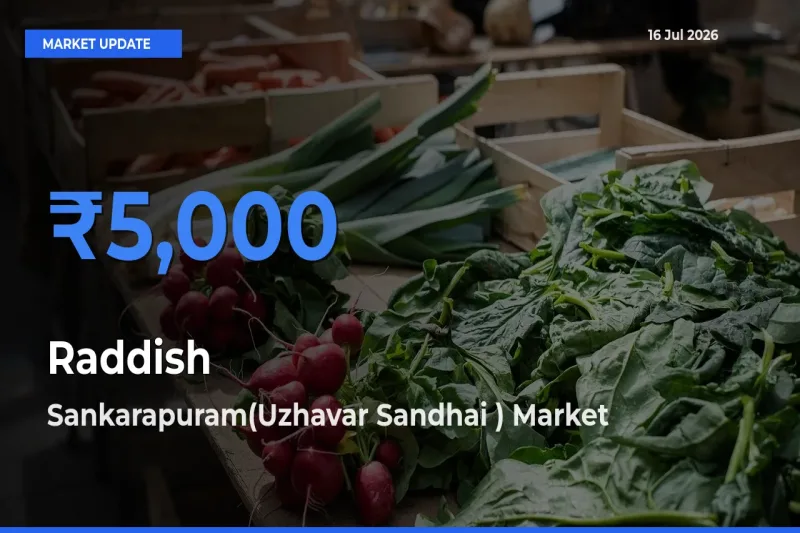 Sankarapuram(Uzhavar Sandhai ) Leads as Top Mandi for Raddish Prices