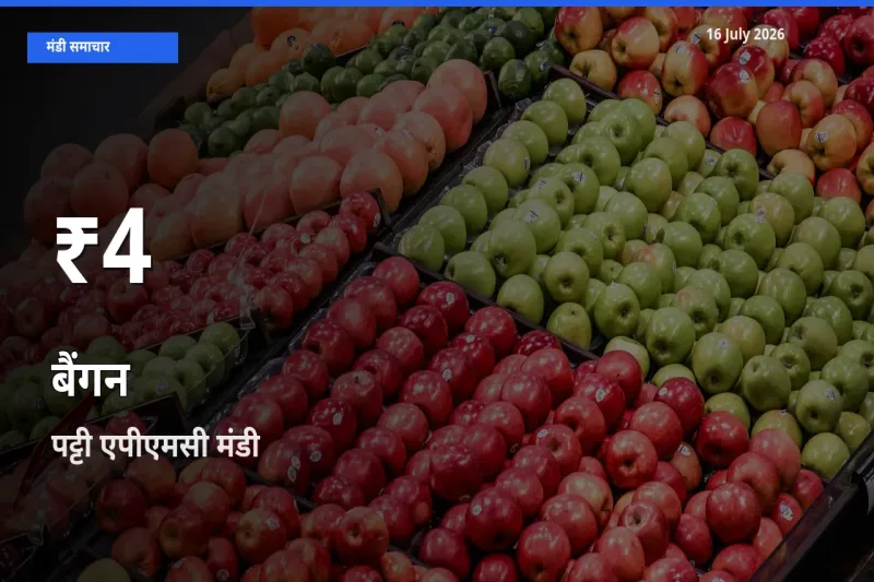 बैंगन के दाम 30 दिनों के सबसे निचले स्तर पर, पट्टी एपीएमसी