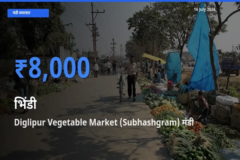 आज भिंडी के सबसे ज़्यादा दाम Diglipur Vegetable Market (Subhashgram) मंडी में दर्ज