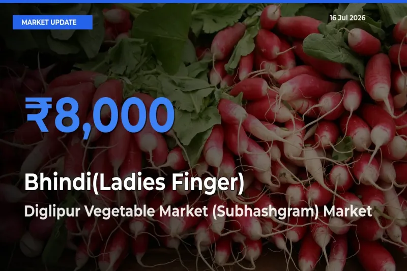 Diglipur Vegetable Market (Subhashgram) Records Highest ₹8,000 Rate for Bhindi(Ladies Finger)