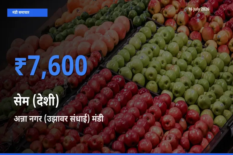 बाज़ार संकेत: अन्ना नगर (उझावर संधाई) बना सेम (देशी) के लिए आज की टॉप मंडी
