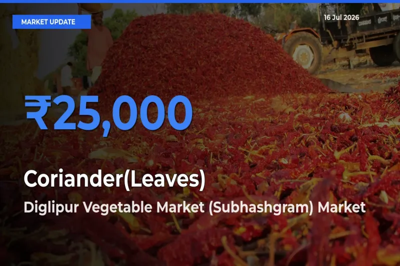 Coriander(Leaves) Mandi Rate Today: Diglipur Vegetable Market (Subhashgram) Tops the List