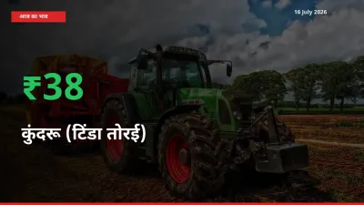 बाज़ार संकेत: कुंदरू (टिंडा तोरई) के भाव मंडी में 37.53% ऊपर