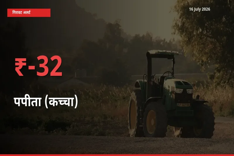 पपीता (कच्चा) 32.03% गिरा, मंडी