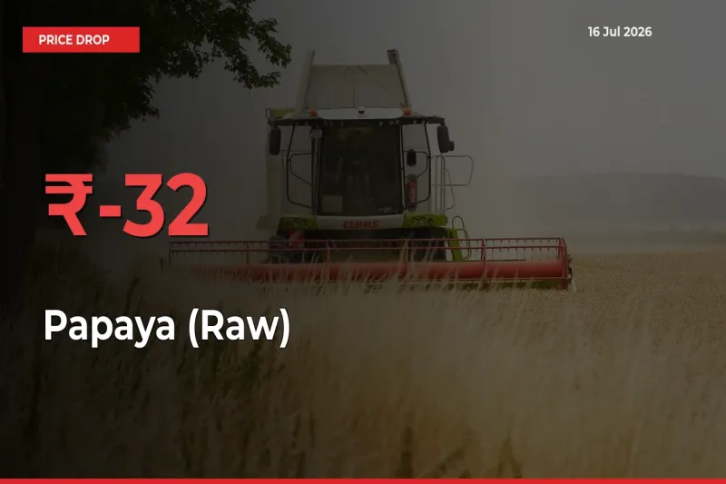 Sharp Fall! Papaya (Raw) Prices Plunge 32.03% in a Day at Key Mandis