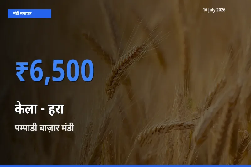 बाज़ार संकेत: पम्पाडी बाज़ार बना केला - हरा के लिए आज की टॉप मंडी