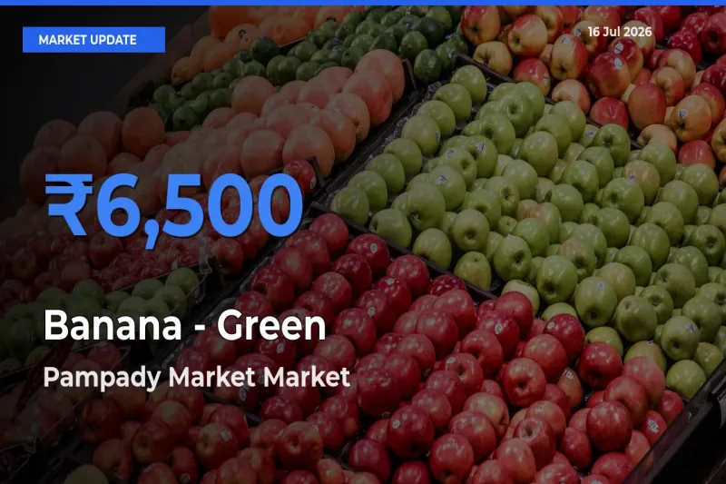 Pampady Market Emerges as Top Mandi for Banana - Green Prices Today
