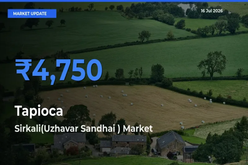 Sirkali(Uzhavar Sandhai ) Leads as Top Mandi for Tapioca Prices