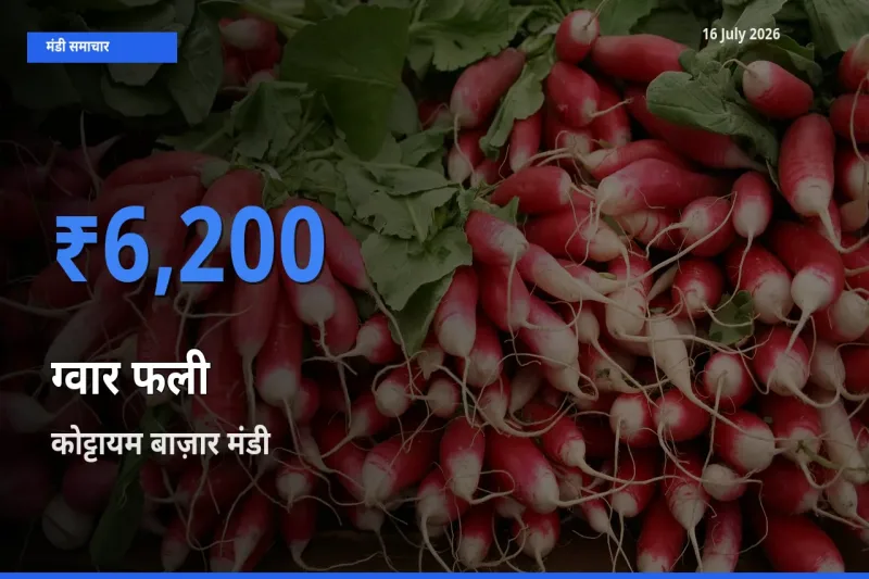 आज ग्वार फली के सबसे ऊँचे दाम ₹6,200 कोट्टायम बाज़ार मंडी में