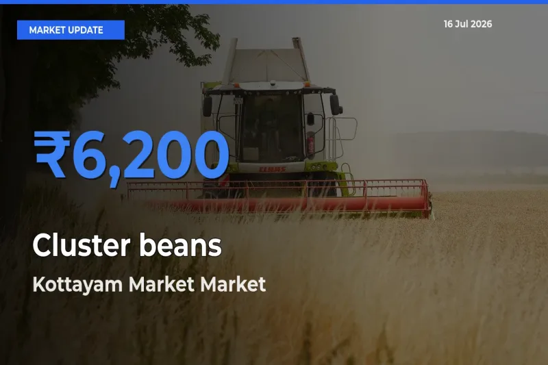 Kottayam Market Tops Cluster beans Rates – July 16 Market Update