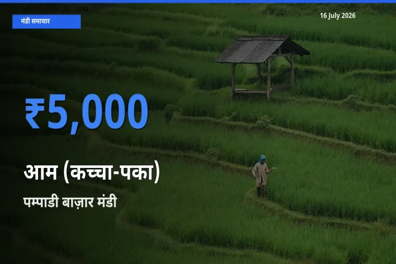 आज आम (कच्चा-पका) के सबसे ऊँचे दाम ₹5,000 पम्पाडी बाज़ार मंडी में