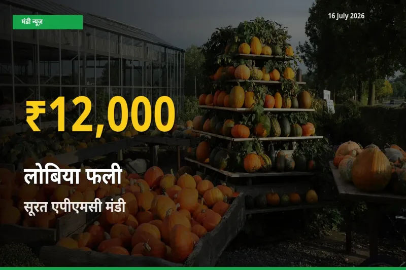 आज का मंडी भाव: सूरत एपीएमसी में लोबिया फली सबसे ऊँचे स्तर पर