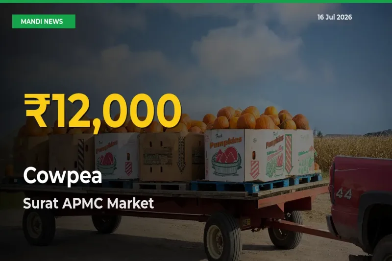 Cowpea Prices Soar to Record High in Surat APMC – Farmers Alert Today