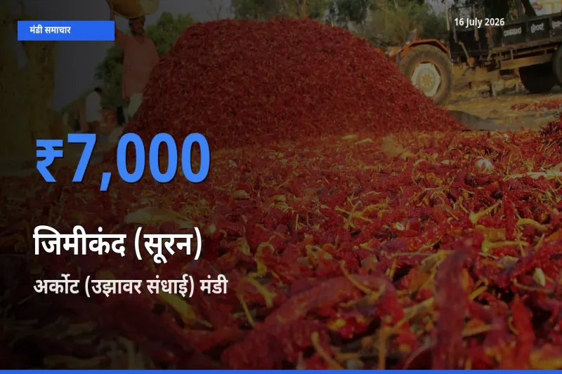 किसानों की पसंद बना अर्कोट (उझावर संधाई), जिमीकंद (सूरन) के सबसे अच्छे दाम