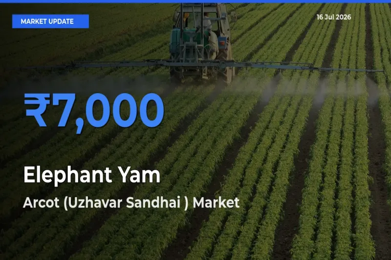 Top Performer! Arcot (Uzhavar Sandhai ) Offers Best Elephant Yam Price Today