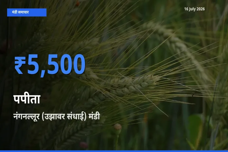 आज का मंडी भाव: पपीता के सबसे ज़्यादा दाम नंगनल्लूर (उझावर संधाई) में