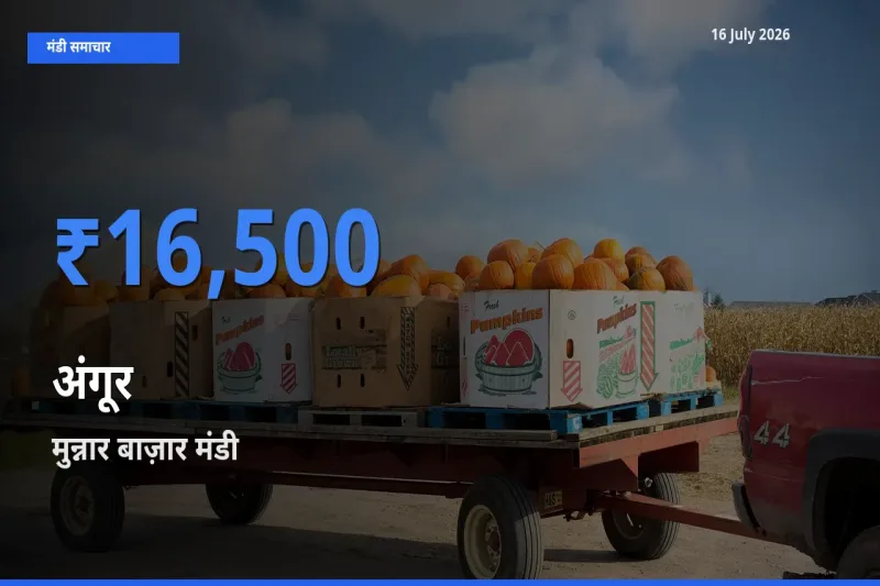 किसानों की पसंद बना मुन्नार बाज़ार, अंगूर के सबसे अच्छे दाम