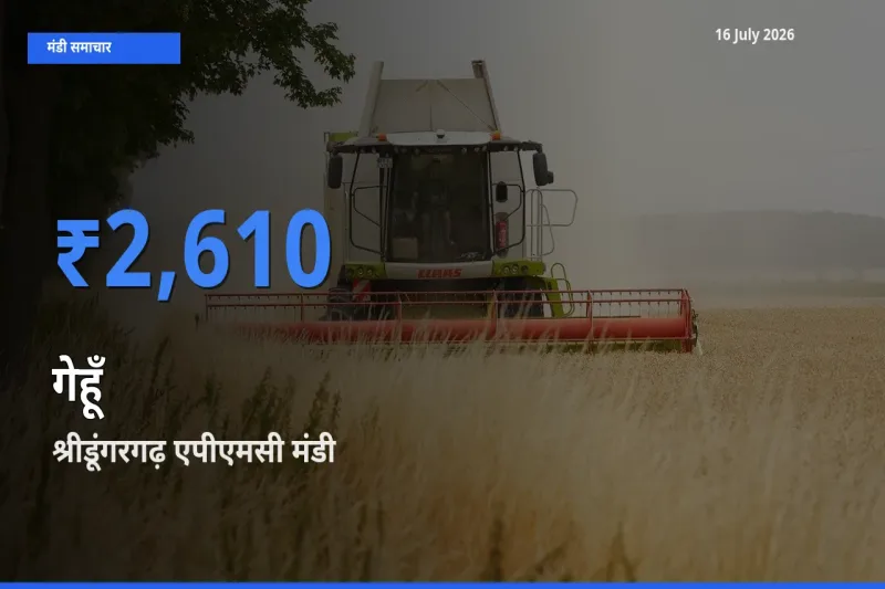 16 July अपडेट: गेहूँ के सबसे ऊँचे दाम श्रीडूंगरगढ़ एपीएमसी मंडी में