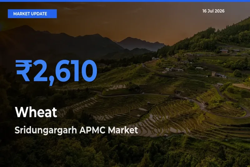 Market Watch: Sridungargarh APMC Becomes Top Mandi for Wheat