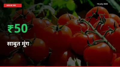 अचानक तेजी! मंडी में साबुत मूंग के दाम 50.43% चढ़े