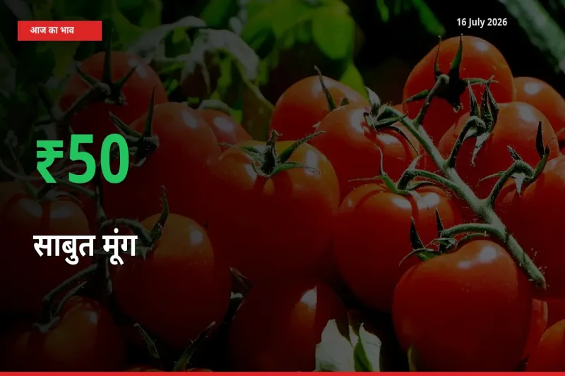 अचानक तेजी! मंडी में साबुत मूंग के दाम 50.43% चढ़े