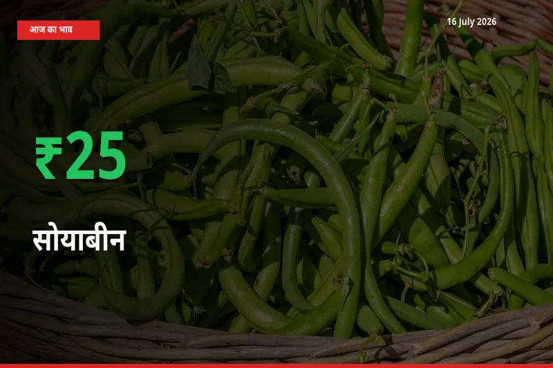 सोयाबीन के दाम प्रमुख मंडी में 25.08% बढ़े, 24 घंटे में बड़ा बदलाव