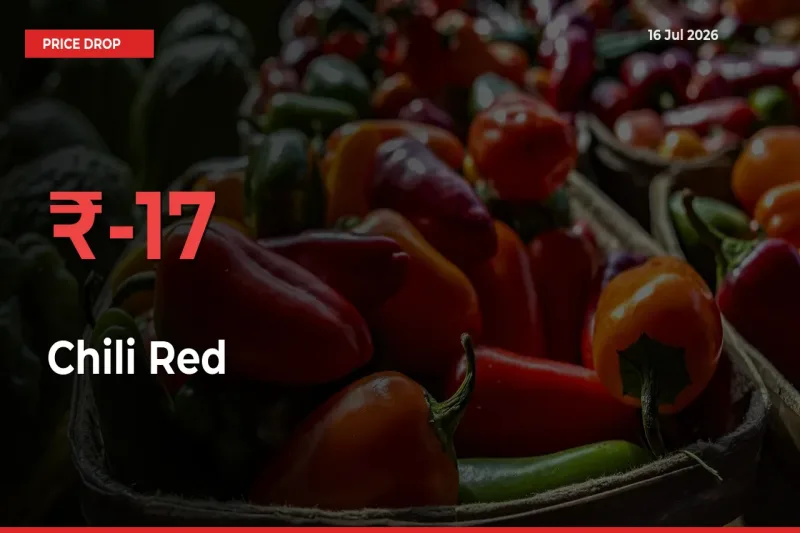 Sharp Fall! Chili Red Prices Plunge 17.36% in a Day at Key Mandis