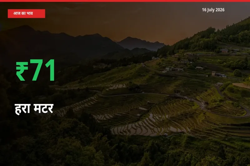 आज का मंडी भाव: हरा मटर के दाम मंडी में 70.93% ऊपर