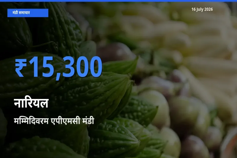 आज नारियल के सबसे ऊँचे दाम ₹15,300 मम्मिदिवरम एपीएमसी मंडी में